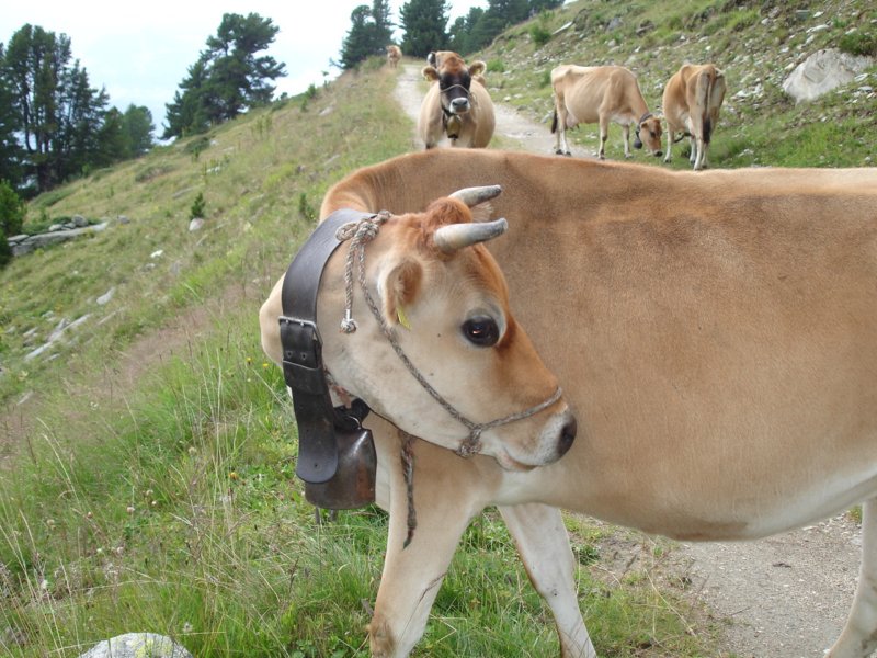cowsonthetrail2.jpg