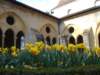 daffodilsinthecloister2_small.jpg