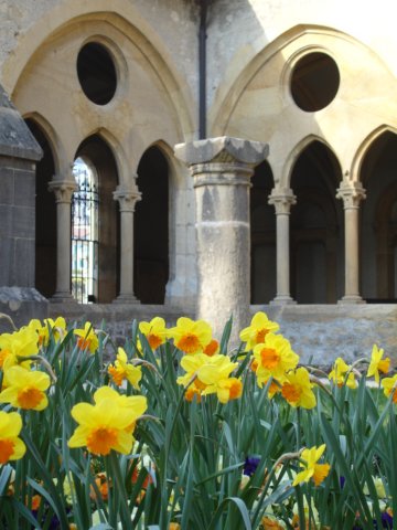 daffodilsinthecloister3.jpg