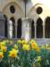 daffodilsinthecloister3_small.jpg