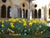daffodilsinthecloister_small.jpg