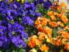 pansies_small.jpg