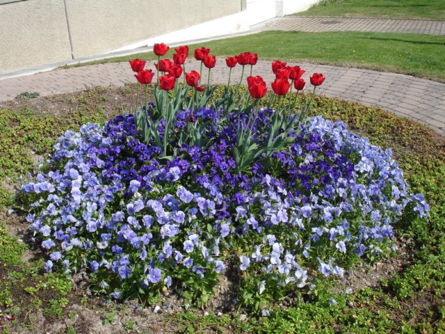tulipsinmorges2007.jpg