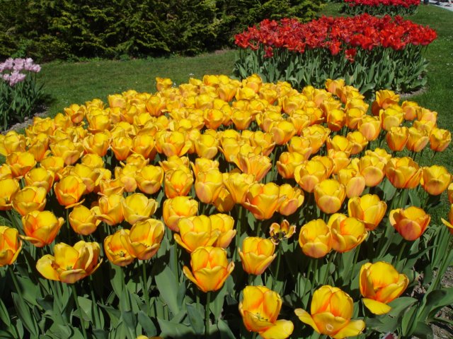 tulipsinmorges200714.jpg