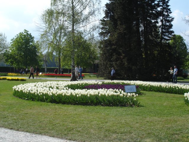 tulipsinmorges200717.jpg