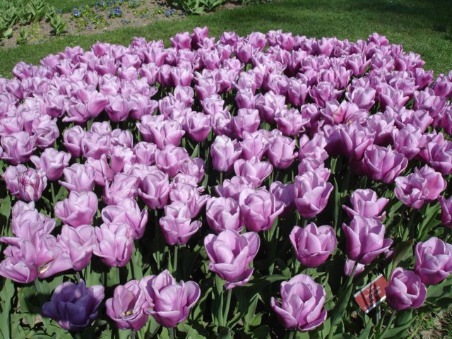 tulipsinmorges200725.jpg