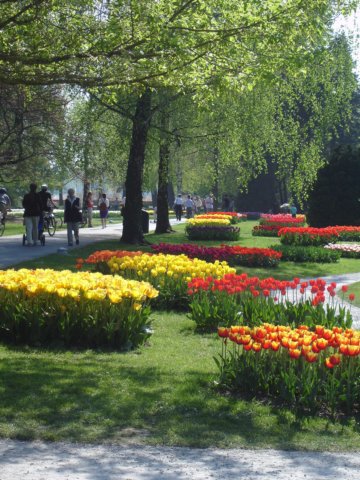 tulipsinmorges20075.jpg