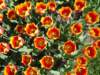 tulipsinmorges20076_small.jpg