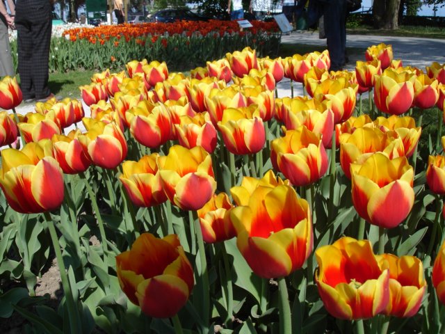 tulipsinmorges20077.jpg