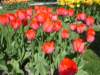tulipsinmorges20078_small.jpg