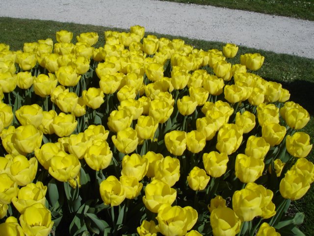 tulipsinmorges20079.jpg