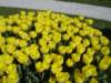 tulipsinmorges20079_small.jpg