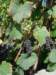 grapesareripeninginthelavaux_small.jpg