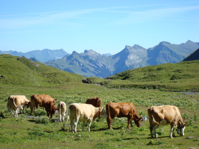 cowsinthemeadowsoustal.jpg