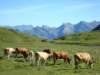 cowsinthemeadowsoustal_small.jpg
