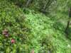 wildflowersalongthetrail8_small.jpg