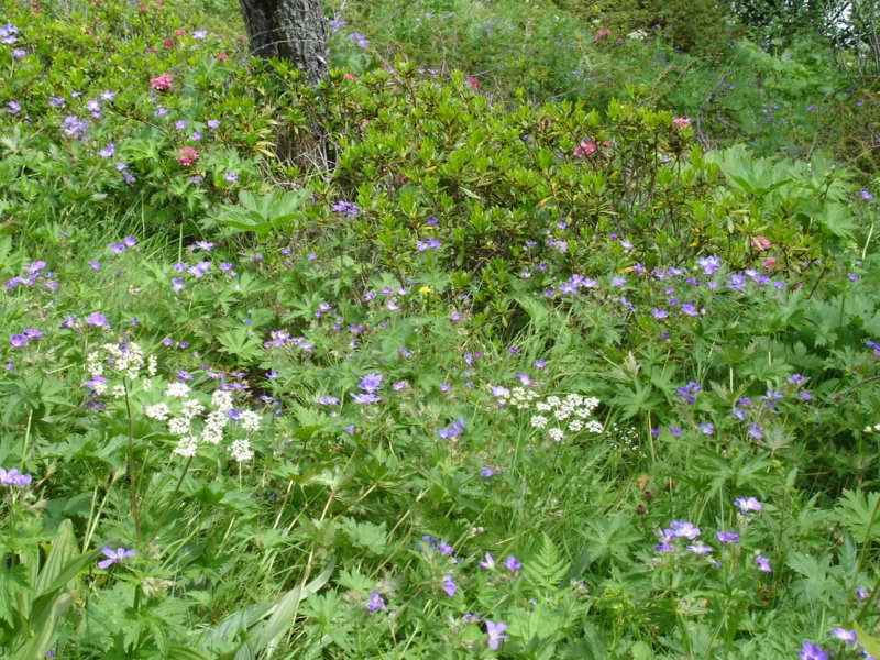 wildflowersalongthetrail9.jpg