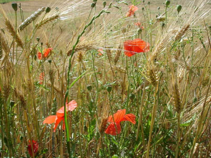 poppiesandwheat.jpg