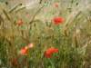 poppiesandwheat_small.jpg
