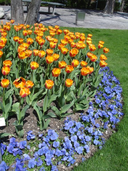 flowersinmontreux.jpg