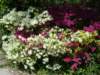 azaleas_small.jpg