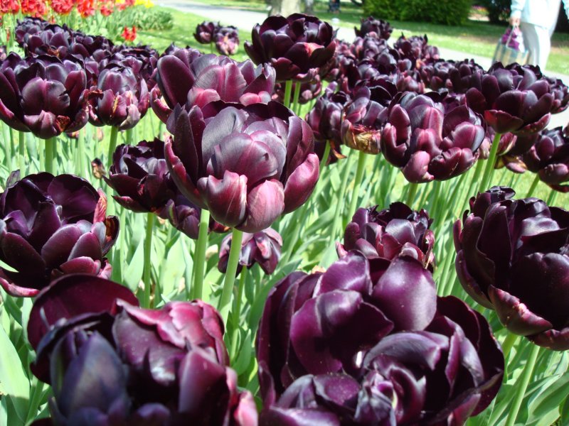 blackdoubletulips.jpg