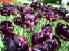 blackdoubletulips_small.jpg