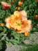 fringedtulipcloseup_small.jpg