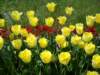 fringedyellowtulips_small.jpg