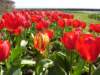 redtulips_small.jpg