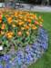 tulipsandpansies_small.jpg
