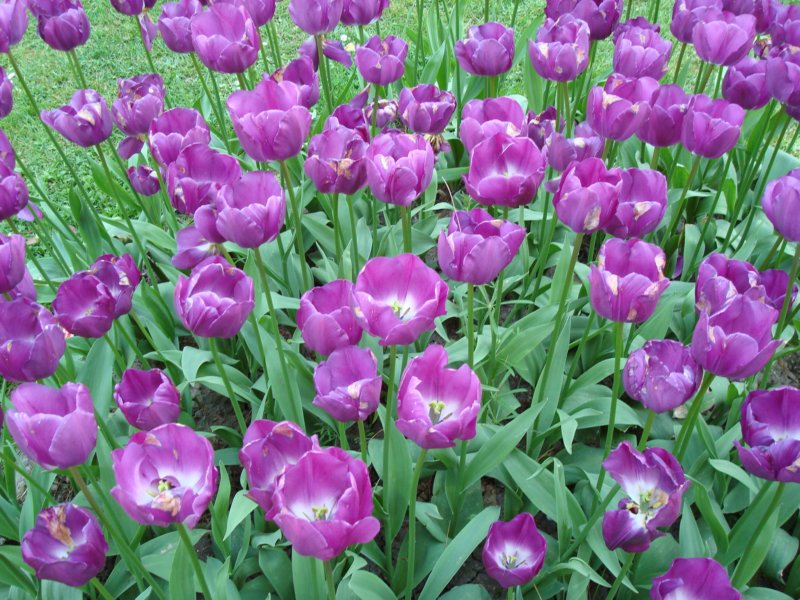 tulipsthecolorsofiris.jpg