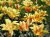 yellowandredlilytypetulips_small.jpg