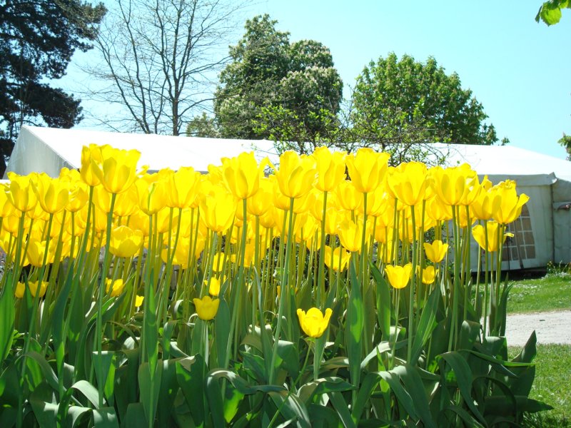 yellowtulips.jpg