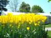 yellowtulips_small.jpg