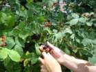 blackberriesforthepicking2_small.jpg