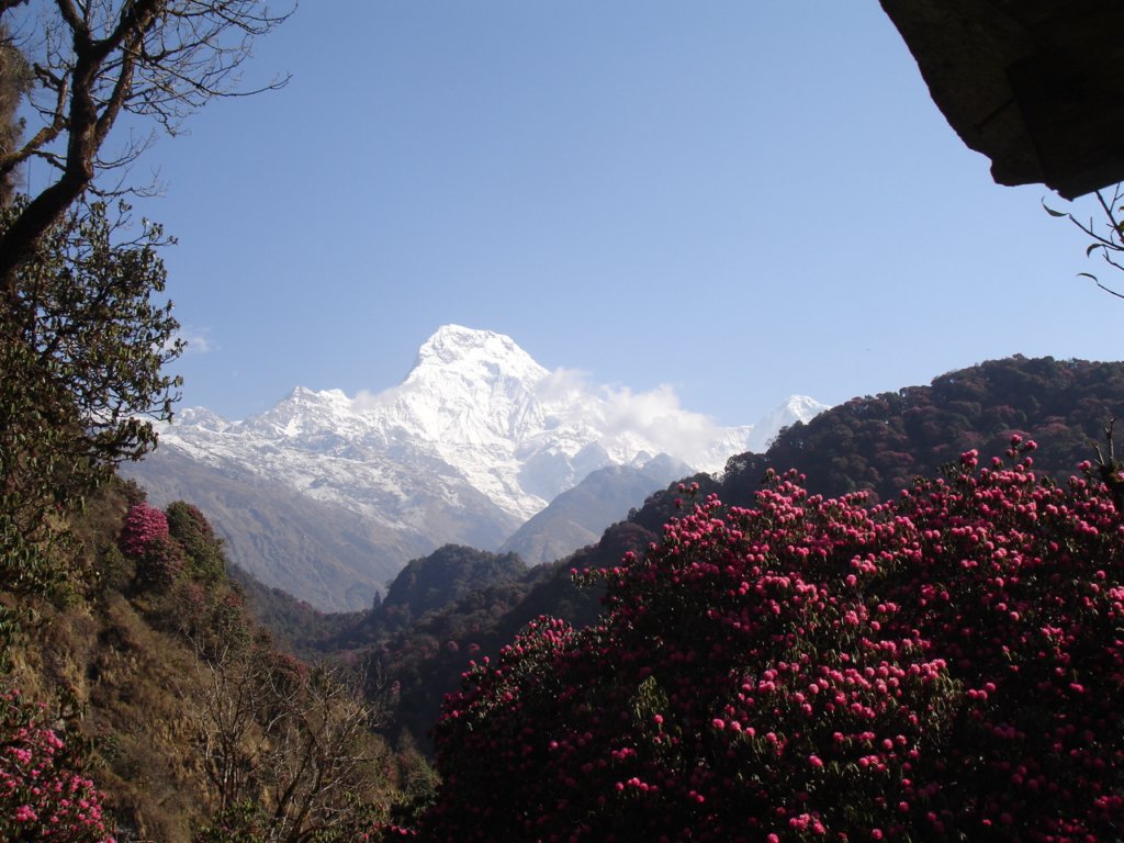 annapurnaandrhododendron2.jpg