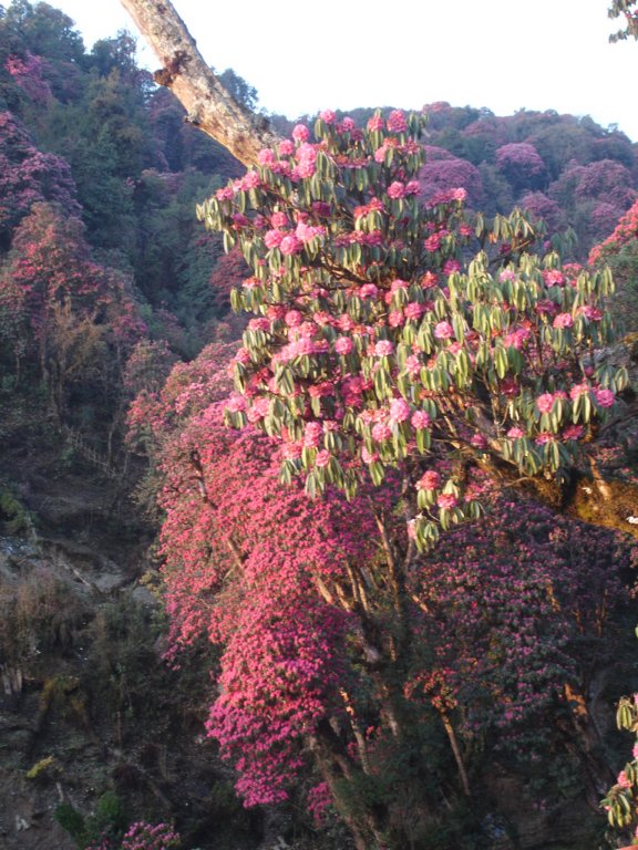 rhododendron3.jpg