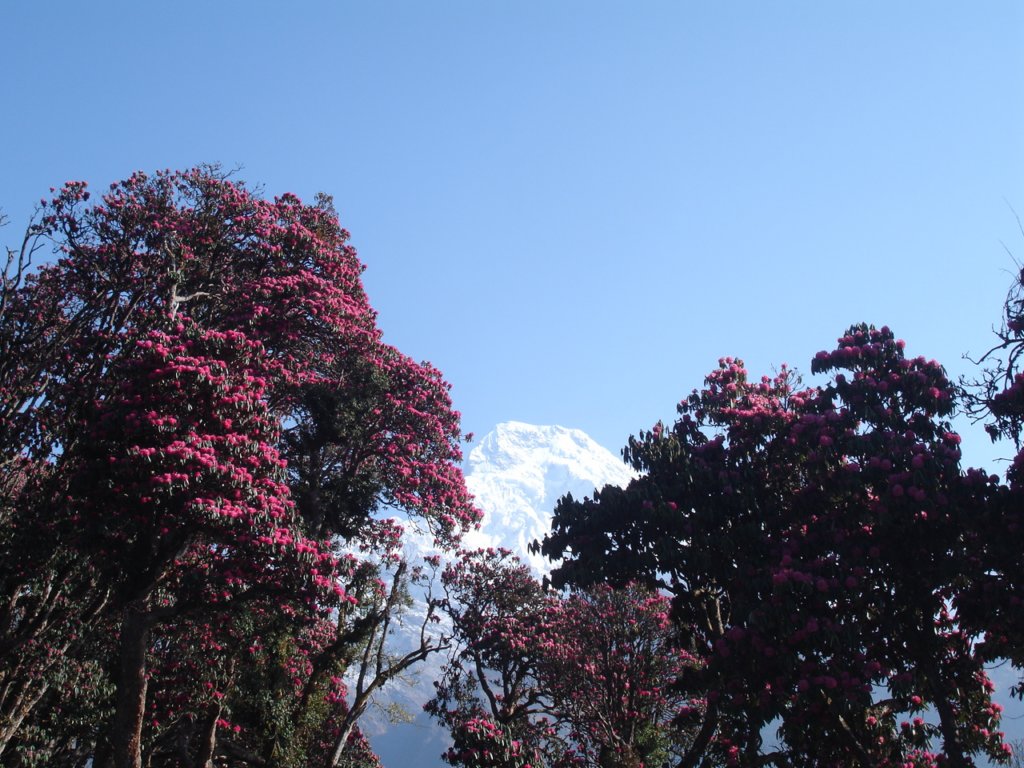 rhododendron4.jpg