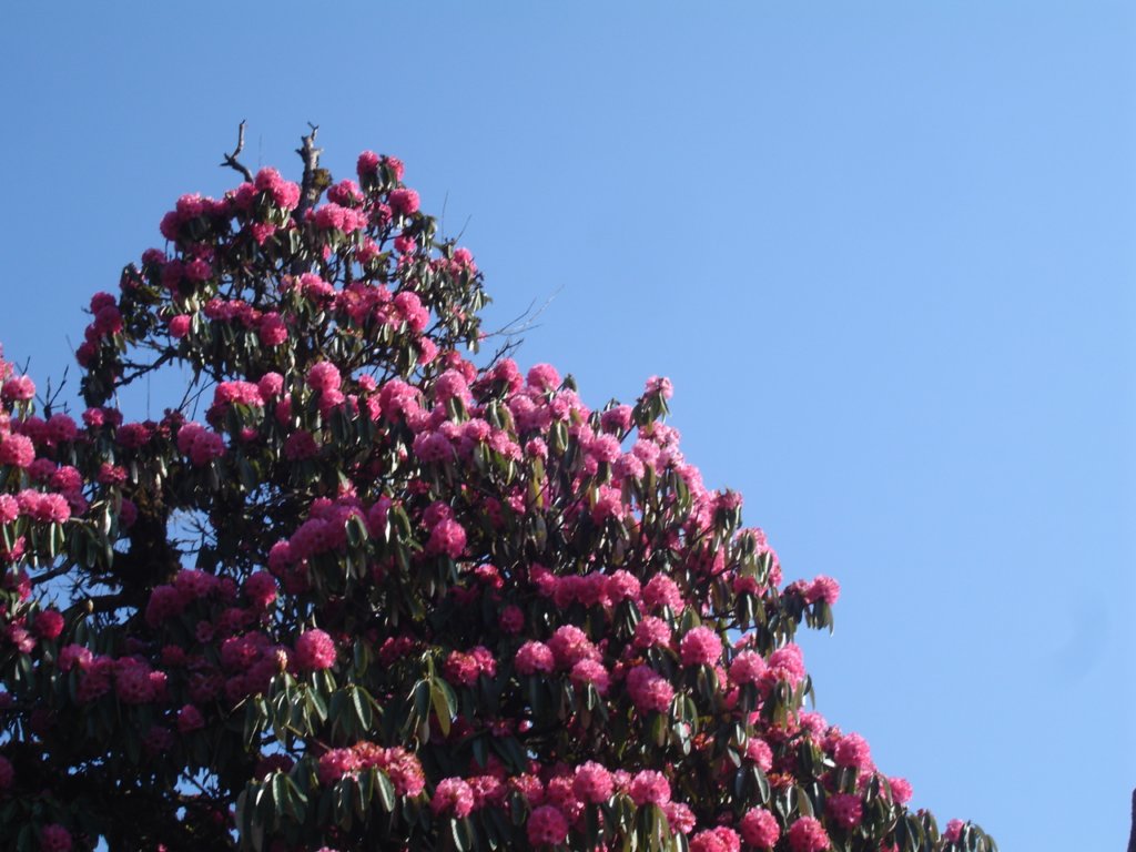 rhododendron5.jpg