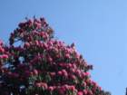 rhododendron5_small.jpg