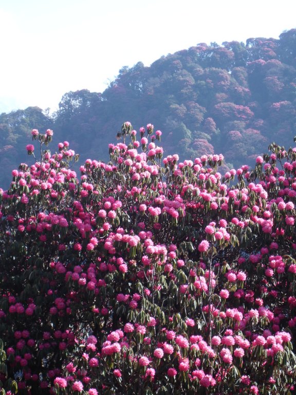rhododendron6.jpg