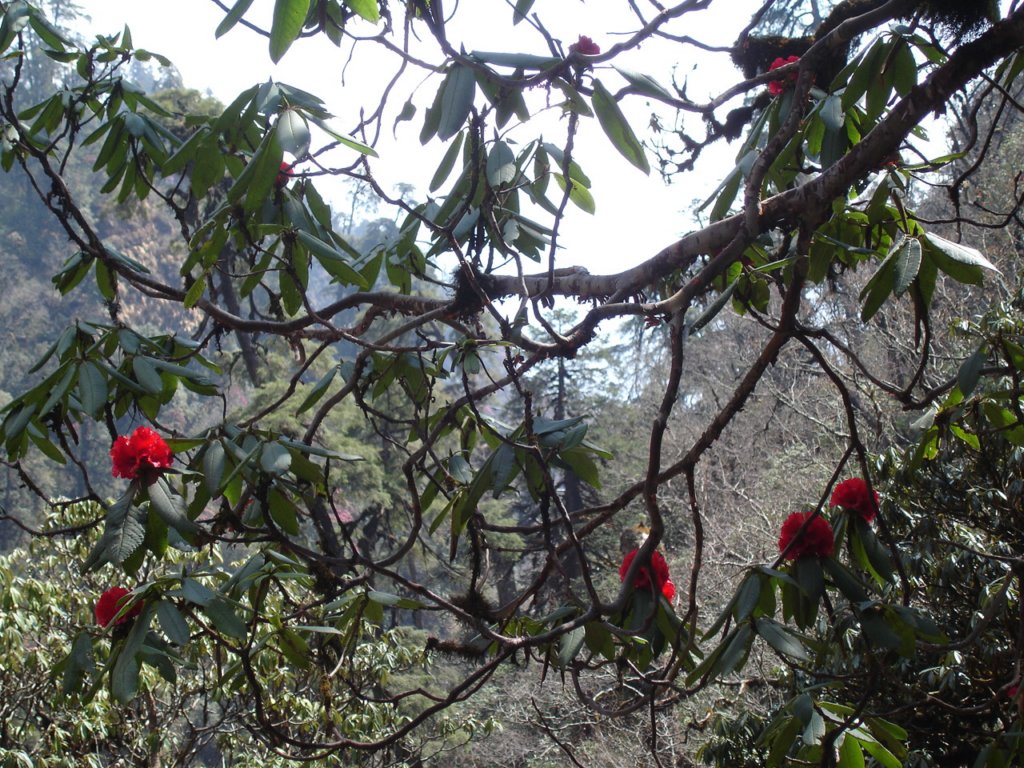 rhododendron7.jpg
