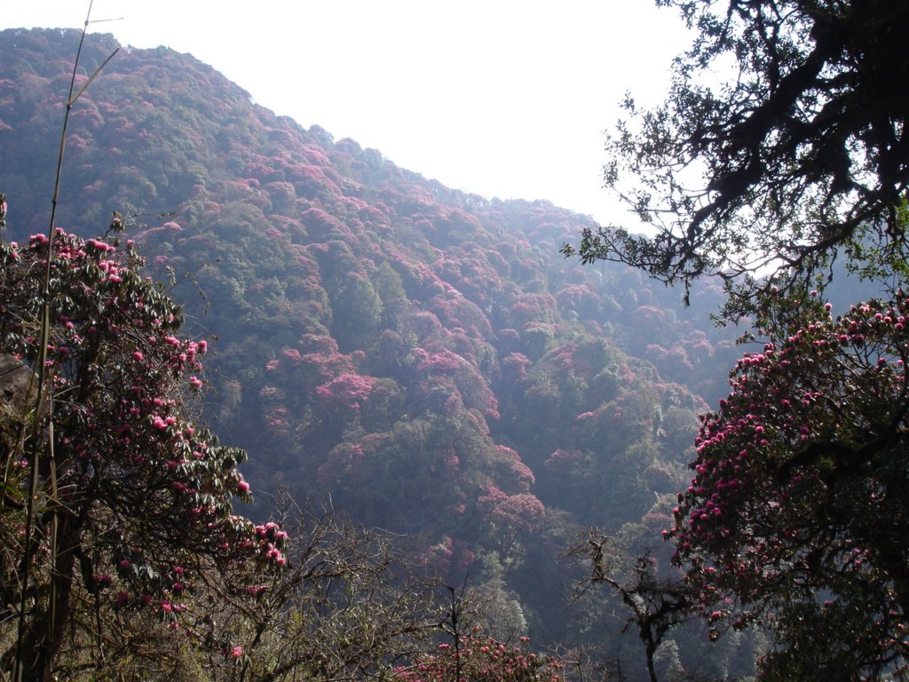 rhododendron8.jpg