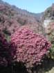 rhododendronforest_small.jpg