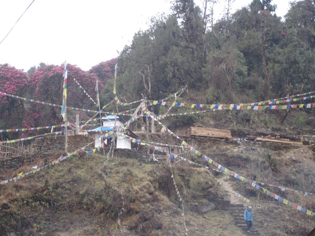 tadapanitempleandprayerflags.jpg