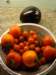 harvestedjuly31ourfirsteggplant_small.jpg