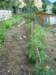 tomatoesintheforegroundarehappy_small.jpg