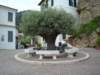 oldestolivetreeintheriviera1000yearsold_small.jpg