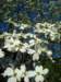 dogwood2_small.jpg